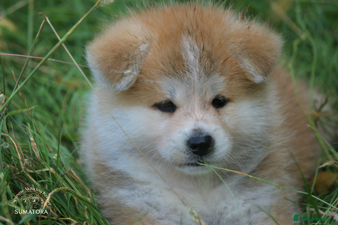 Japanese Akita Inu dogs for sale: ♥OUR PUPPIES ARRIVED♥ in Builth Wells - Image 32
