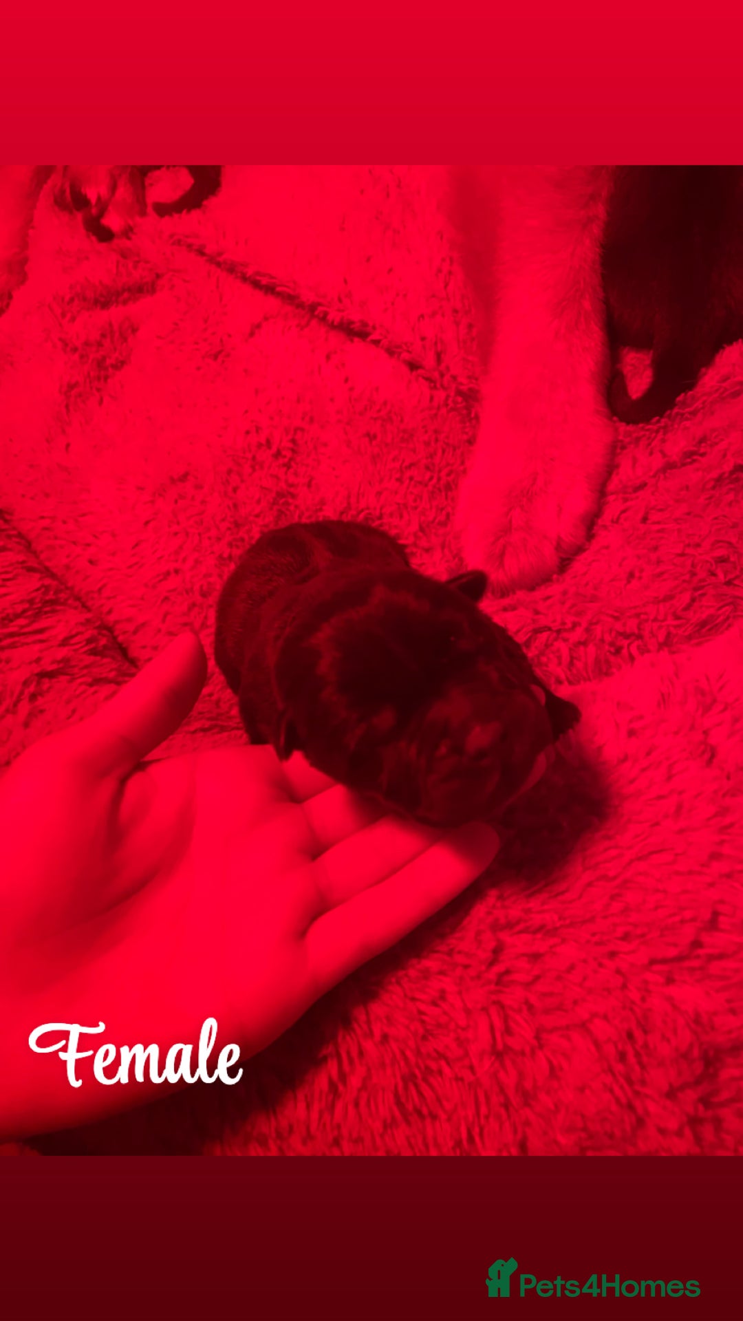Mixed Breed dogs for sale: Chowbull pups for sale - Image 6