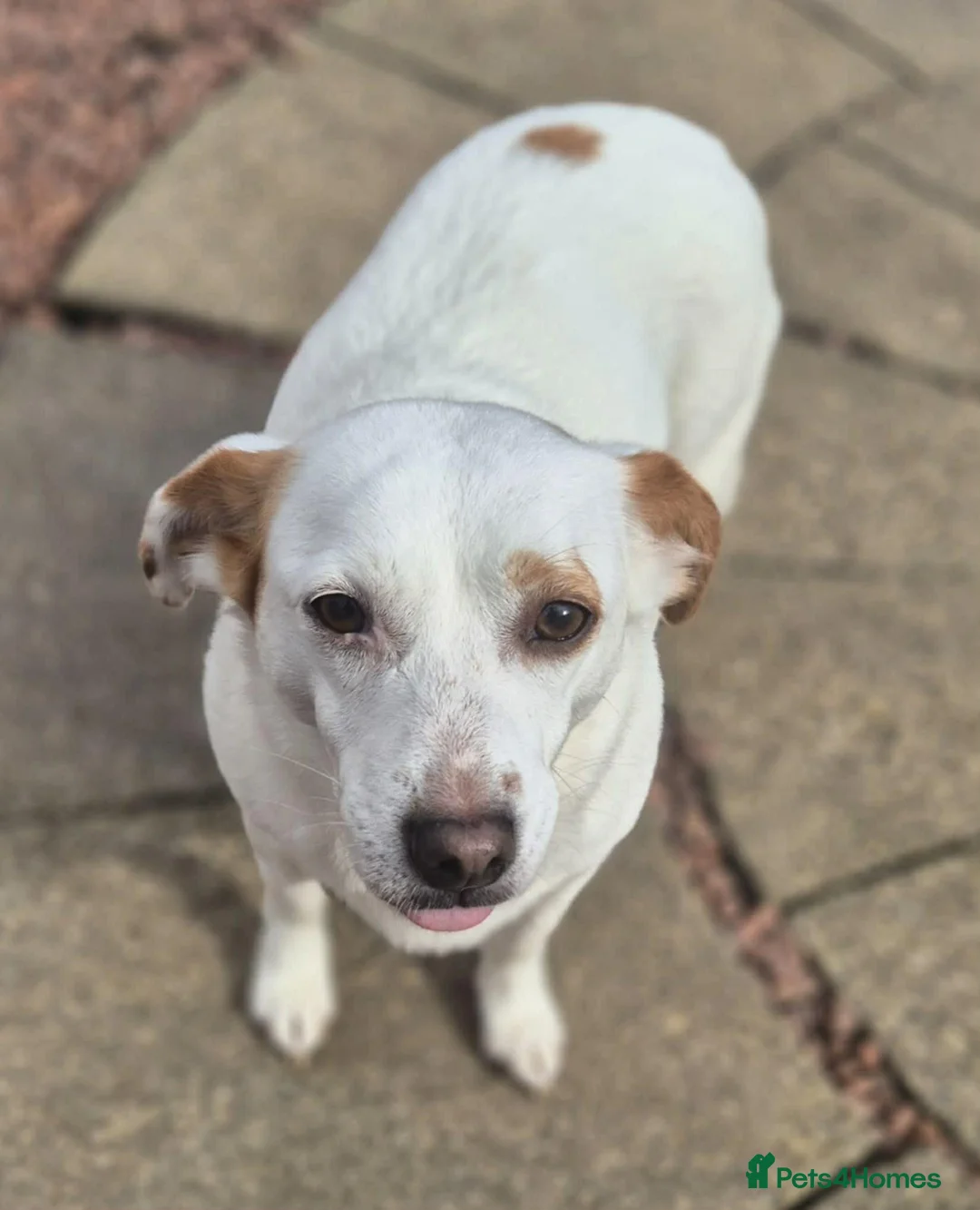 Mixed Breed dogs for adoption: Lottie - In Ayr looking for a home - Advert 2