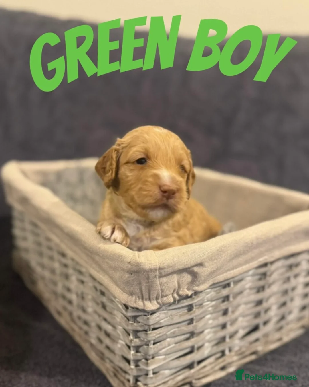 Mixed Breed dogs for sale: Goldendoodle x Cockapoo Puppies (Double Doodles) - Advert 8