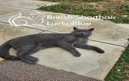 British Shorthair cats for stud: Stud GCCF active Blue British Shorthair - Image 4