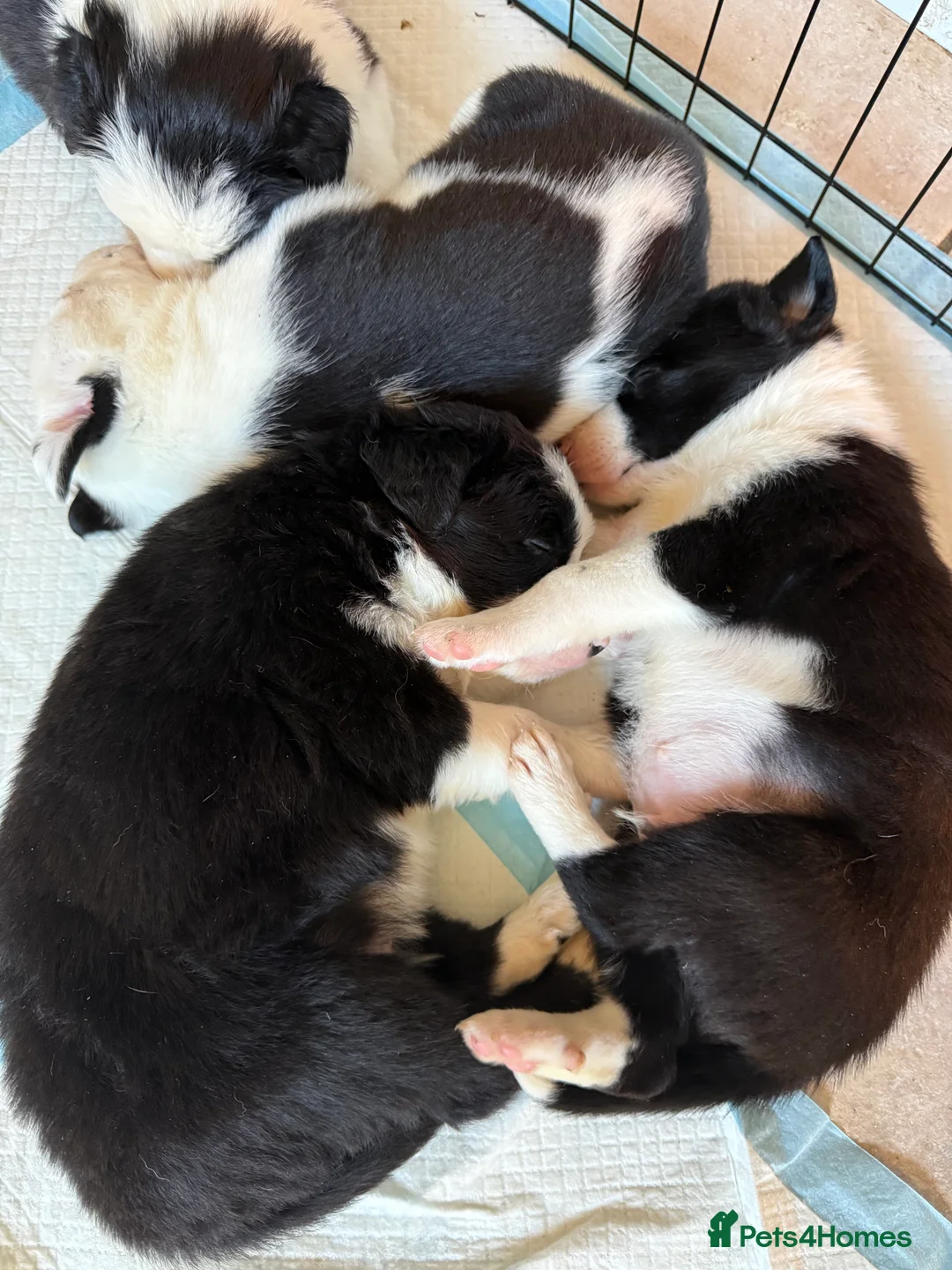 Border Collie dogs for sale: Border collie puppies seeking working/active homes - Advert 10