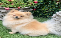 Pomeranian dogs for sale: Bella from Russia 🇷🇺  - Image 3