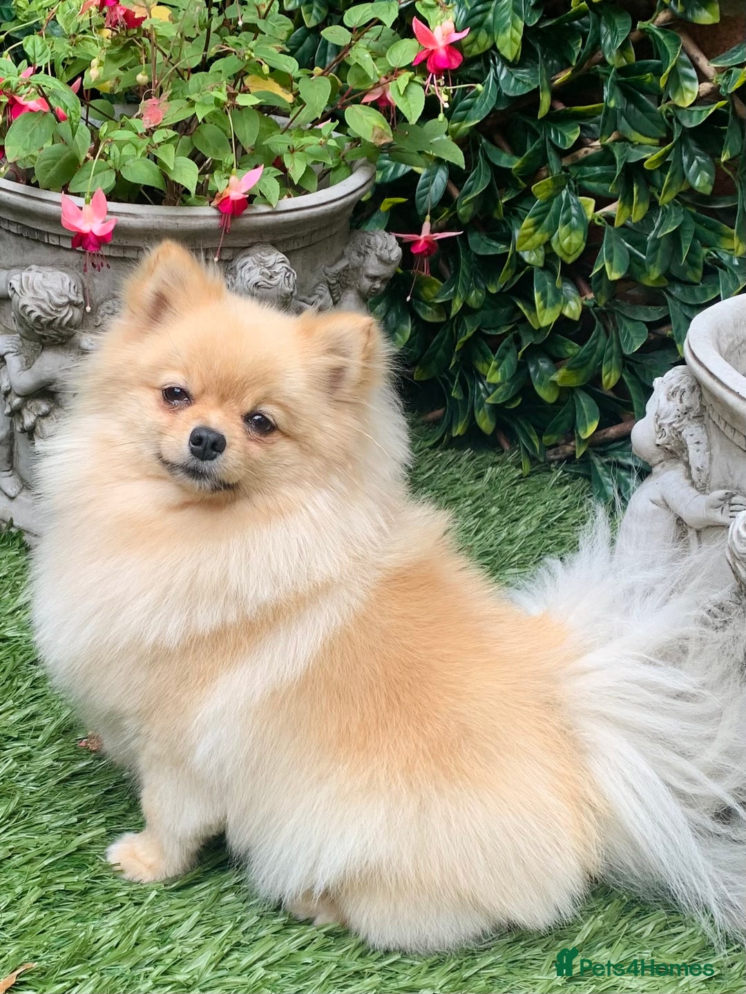 Pomeranian dogs for sale: Bella from Russia 🇷🇺  - Image 3