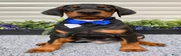 Dobermann dogs for sale: *KC REGISTERED* HEALTH TESTED DOBERMAN PUPPIES - Advert 15