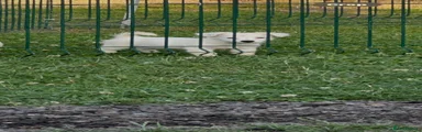 Jack Russell 4