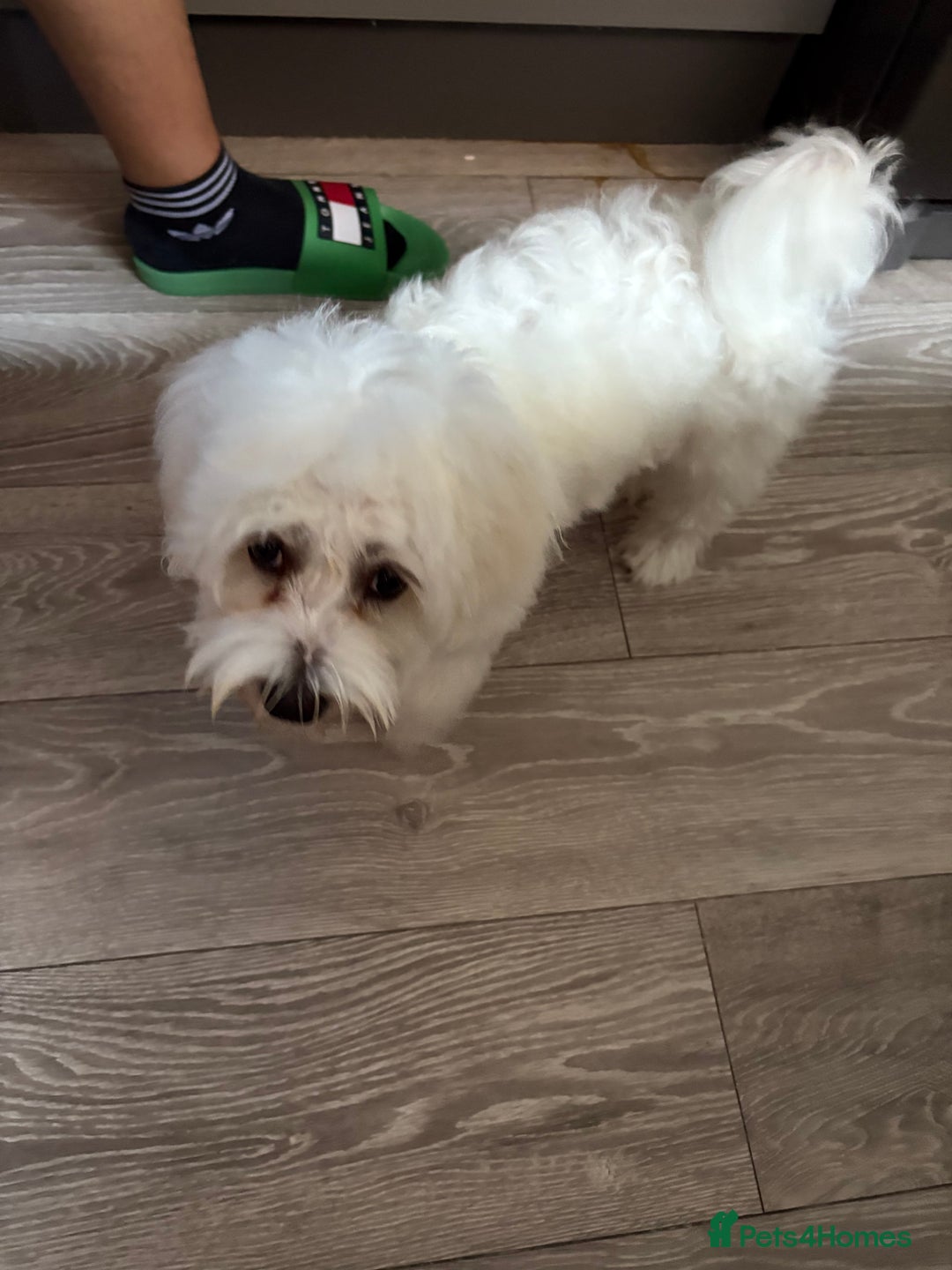 Maltese dogs for sale: Mirka - Image 2