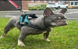 French Bulldog dogs for sale: French bulldogs 2 LEFT AVAILABLE  - Image 10