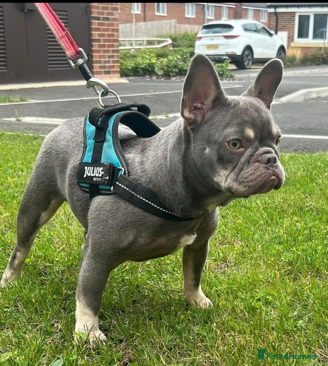 French Bulldog dogs for sale: French bulldogs 2 LEFT AVAILABLE  - Image 10