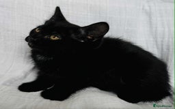 Mixed Breed cats for sale: Last black female left Turkish angora cross kitten - Image 16