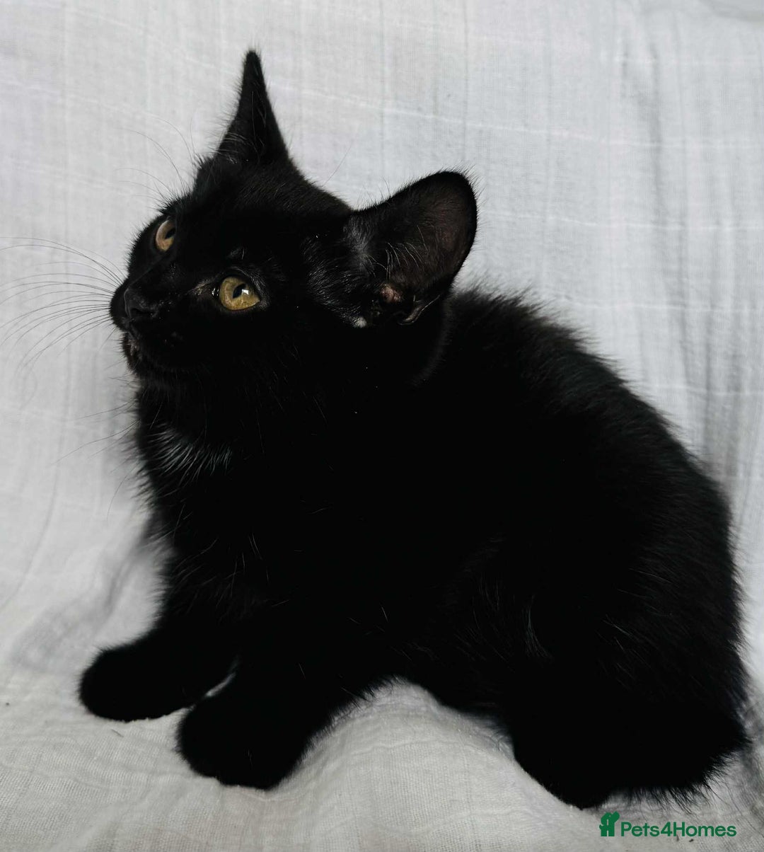 Mixed Breed cats for sale: Last black female left Turkish angora cross kitten - Image 16