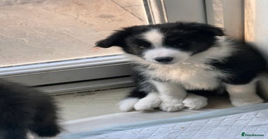 Border Collie dogs - Advert 10