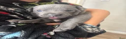 Staffordshire Bull Terrier dogs for sale: Staffordshire Bull Terrier pups - Advert 28