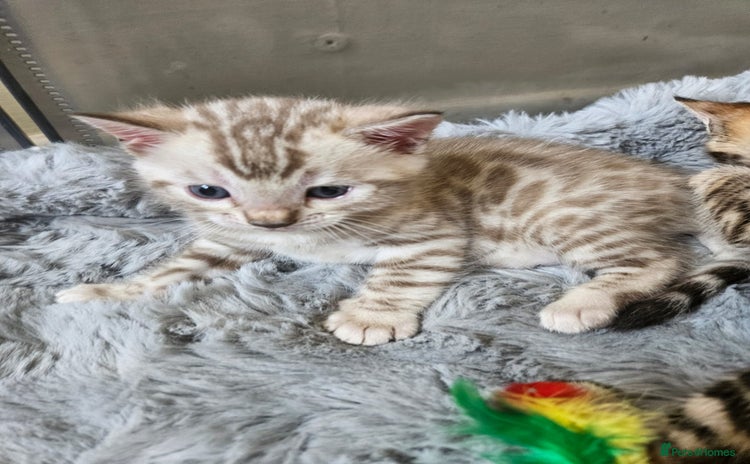 Bengal cats - Advert 1