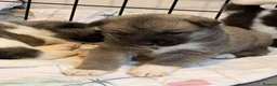 Akita dogs for sale: American Akita Puppies - Advert 29