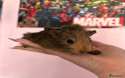 Guinea Pig rodents for sale: baby guinea pigs  - Image 12