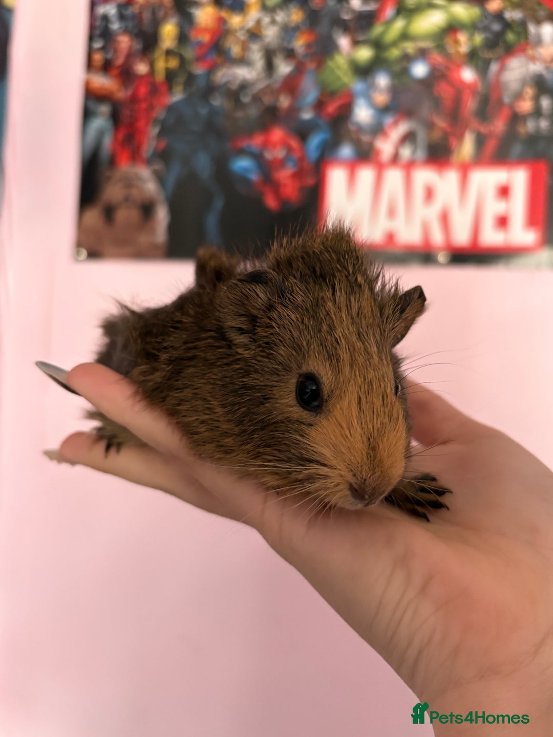 Guinea Pig rodents for sale: baby guinea pigs  - Image 12