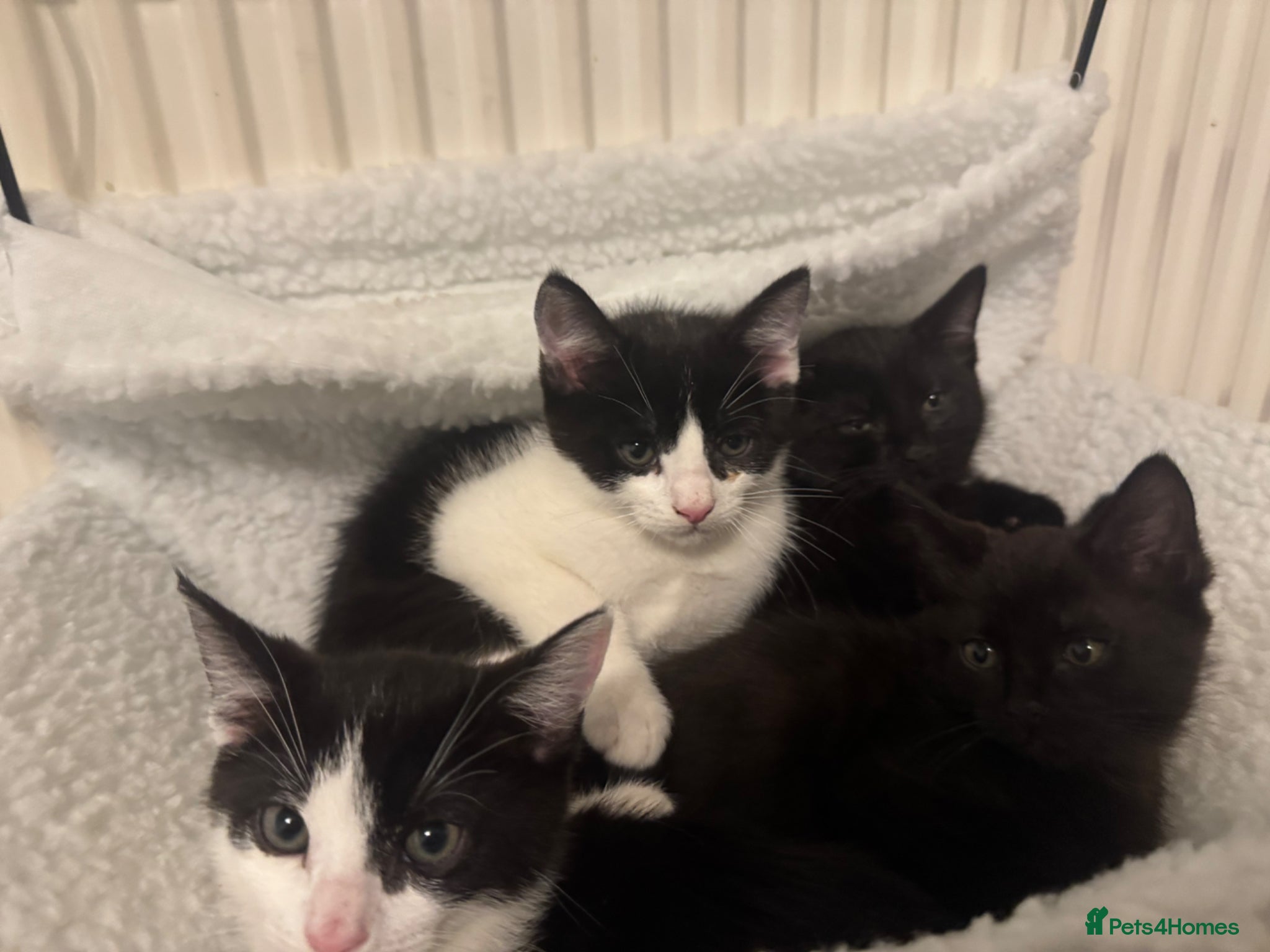 Mixed Breed cats 4 kittens For sale | £30 read description please  - Advert 4
