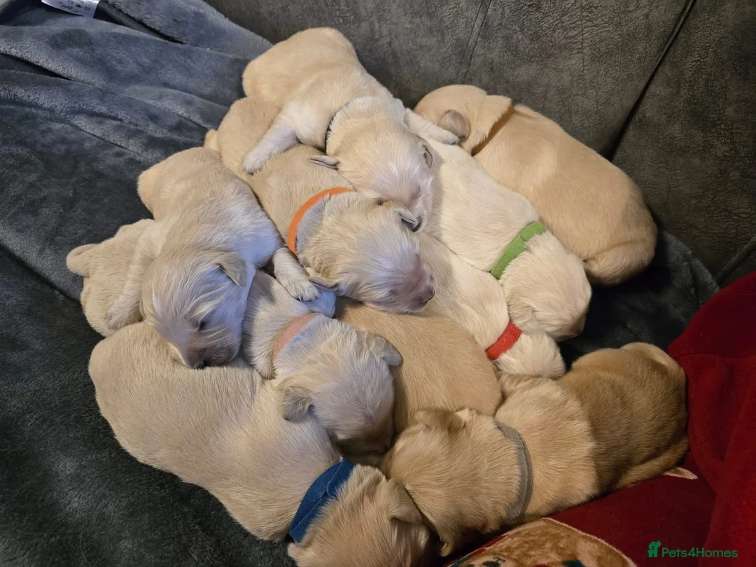 Golden Retriever dogs for sale: Stunning Golden Retrievers. 1 Boys / 1 Girls - Advert 4