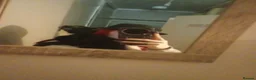 Mixed Breed cats for sale: Cats for adoption! - Advert 8