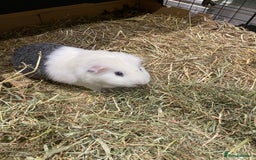 Guinea Pig rodents for sale: 2 male guinea pigs Sonic and Shadow - Advert 4