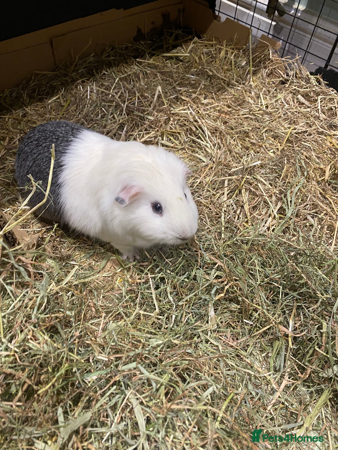 Guinea Pig rodents for sale: 2 male guinea pigs Sonic and Shadow - Advert 4
