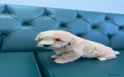 Maltipoo dogs for sale: 5⭐️ Licensed breeder. Tiny maltipoo puppies - Image 2