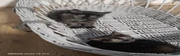 Mixed Breed cats for sale: Four girls. - Advert 12