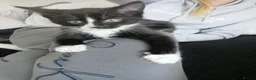 Mixed Breed cats for sale: 2 beautiful kittens ready now in Romsey - Advert 4