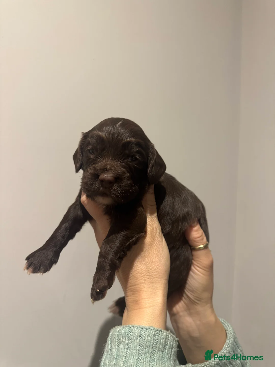 Sprocker dogs for sale: Sprocker spaniel puppies - Advert 6