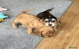 Cocker Spaniel dogs for sale: Handsome boys - Image 3