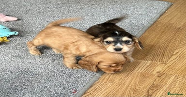 Cocker Spaniel dogs - Advert 6