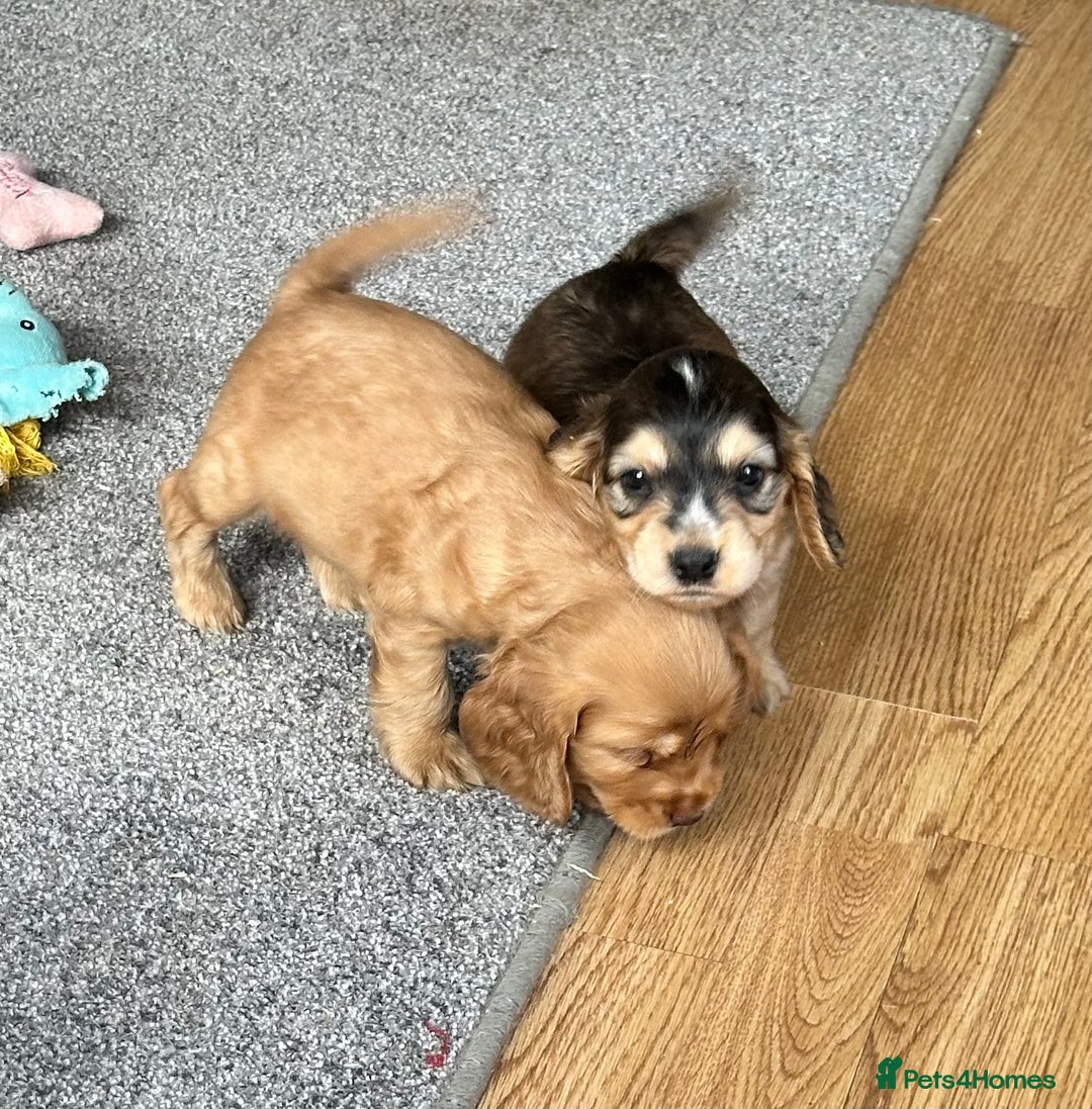 Cocker Spaniel dogs for sale: Handsome boys - Image 3