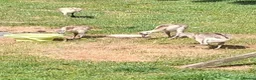 Emus poultry for sale: Rhea chicks for sale in Stafford - Advert 2