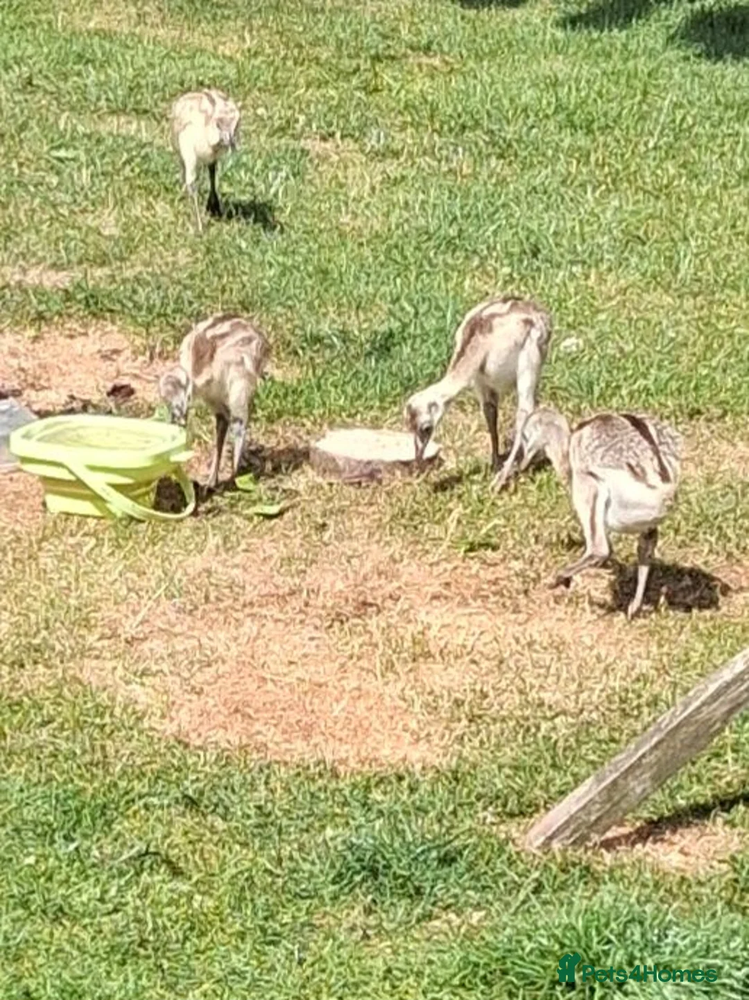 Emus poultry for sale: Rhea chicks for sale in Stafford - Advert 2