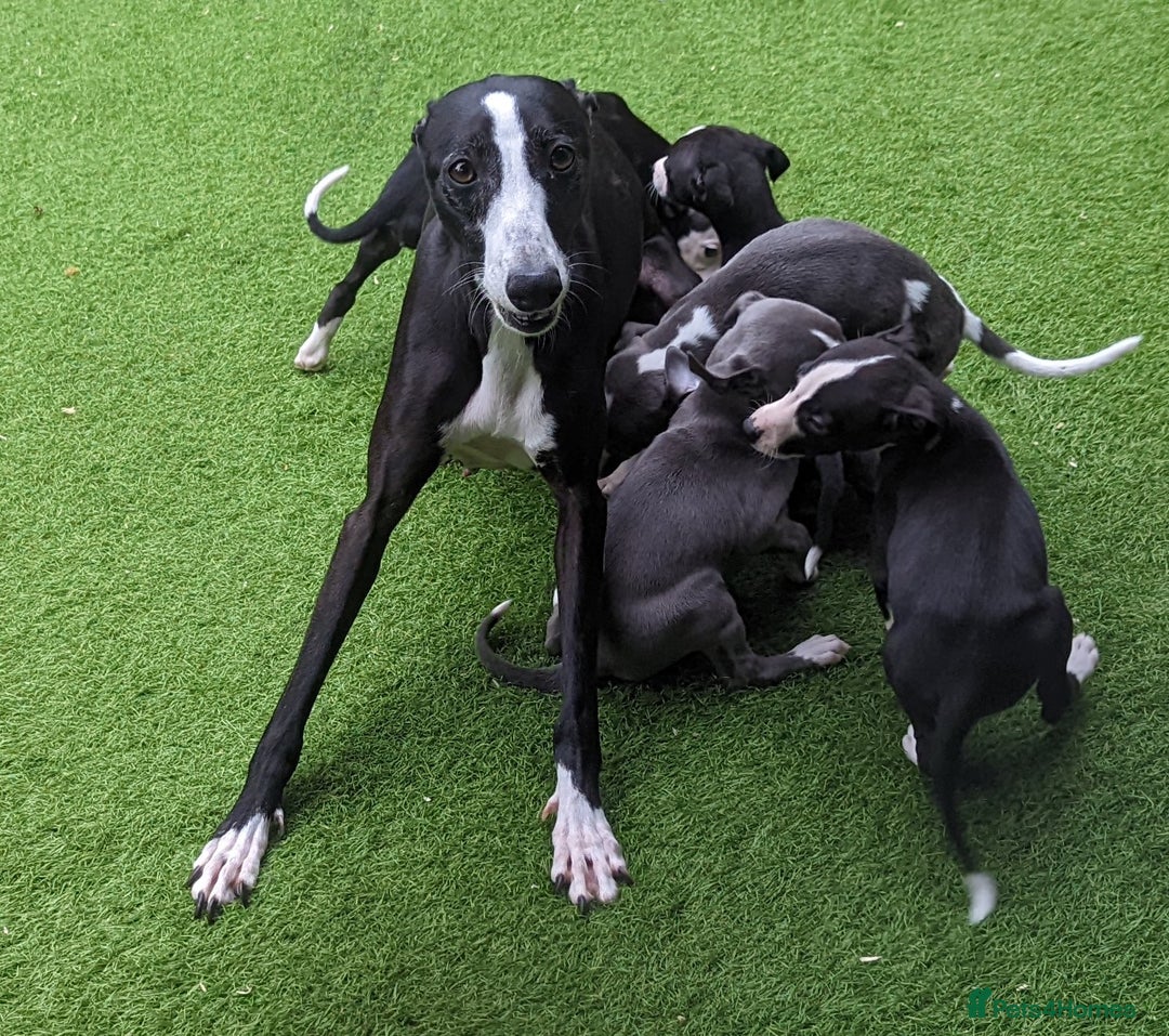 Whippet dogs for sale: Stunning whippet babies  - Image 1
