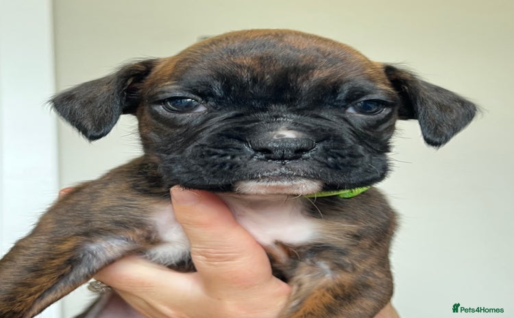 Boxer dogs - Advert 3