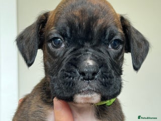 Boxer dogs - Advert 13