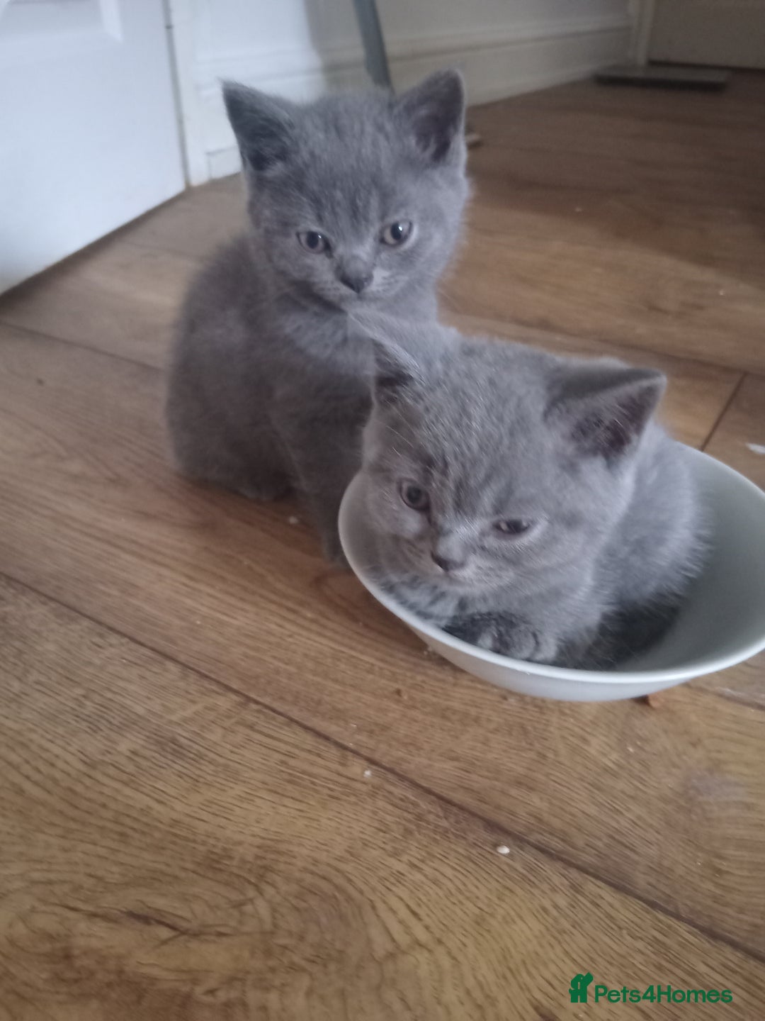 British Shorthair cats for sale: BRITISH SHORT HAIR KITTENS  in Gloucester - Image 16