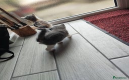 Mixed Breed cats for sale: 4 Mixed Breed Kittens  - Image 16