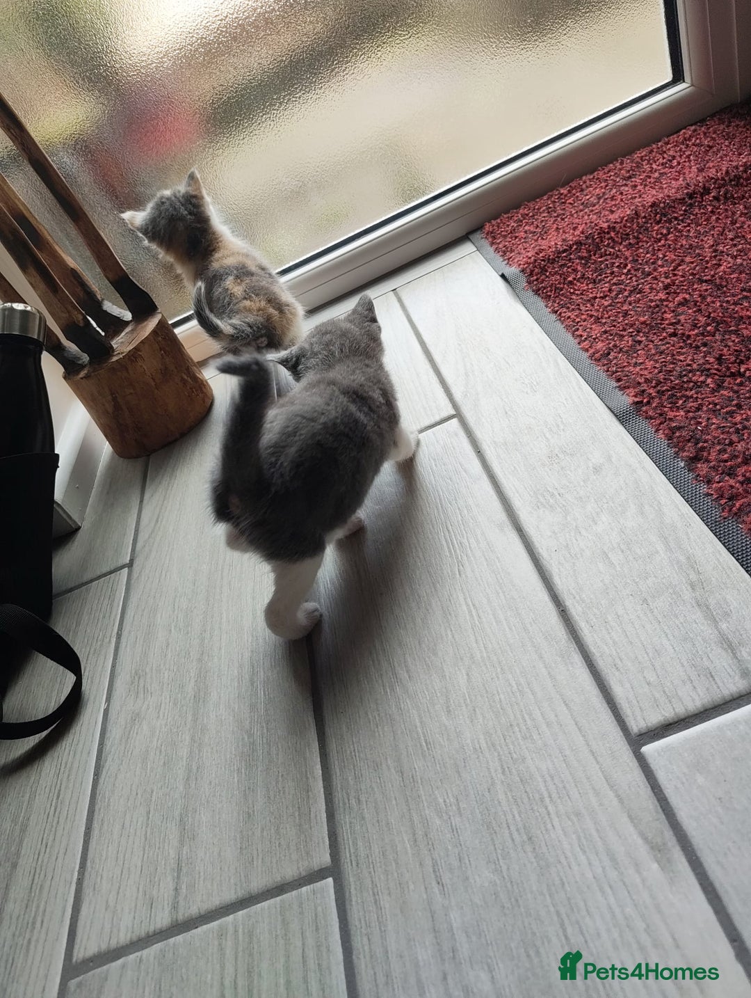 Mixed Breed cats for sale: 4 Mixed Breed Kittens  - Image 16