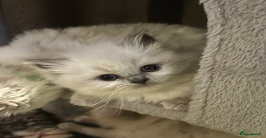 Persian cats - Advert 2