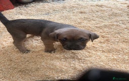 Cane Corso dogs for sale: Cane corso pups - Image 22
