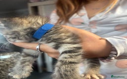 Bengal cats for sale: 3 bengal x cross kittens  - Image 12