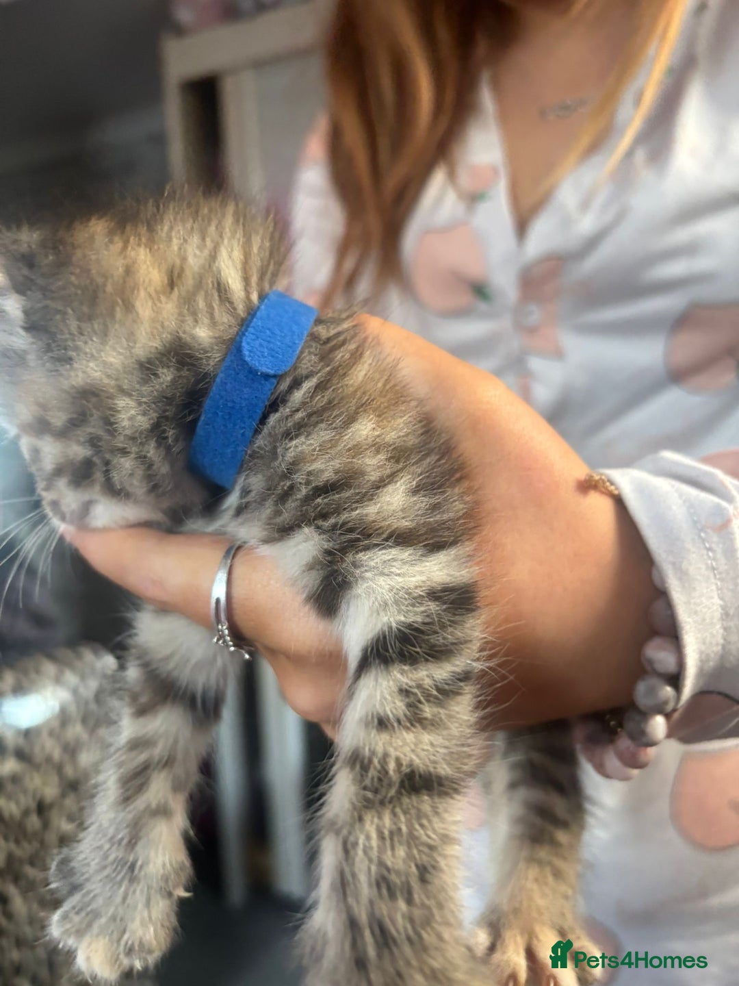 Bengal cats for sale: 3 bengal x cross kittens  - Image 12
