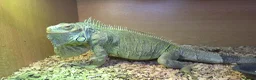 Iguana reptiles for sale: Female green iguana  - Advert 2