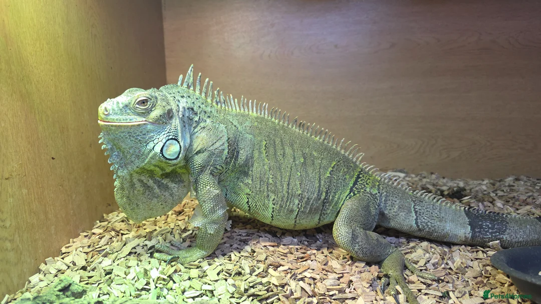 Iguana reptiles for sale: Female green iguana  - Advert 2