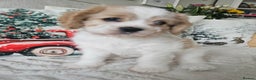 Mixed Breed dogs for sale: Cavapoo girl Ready for forever home - Advert 38