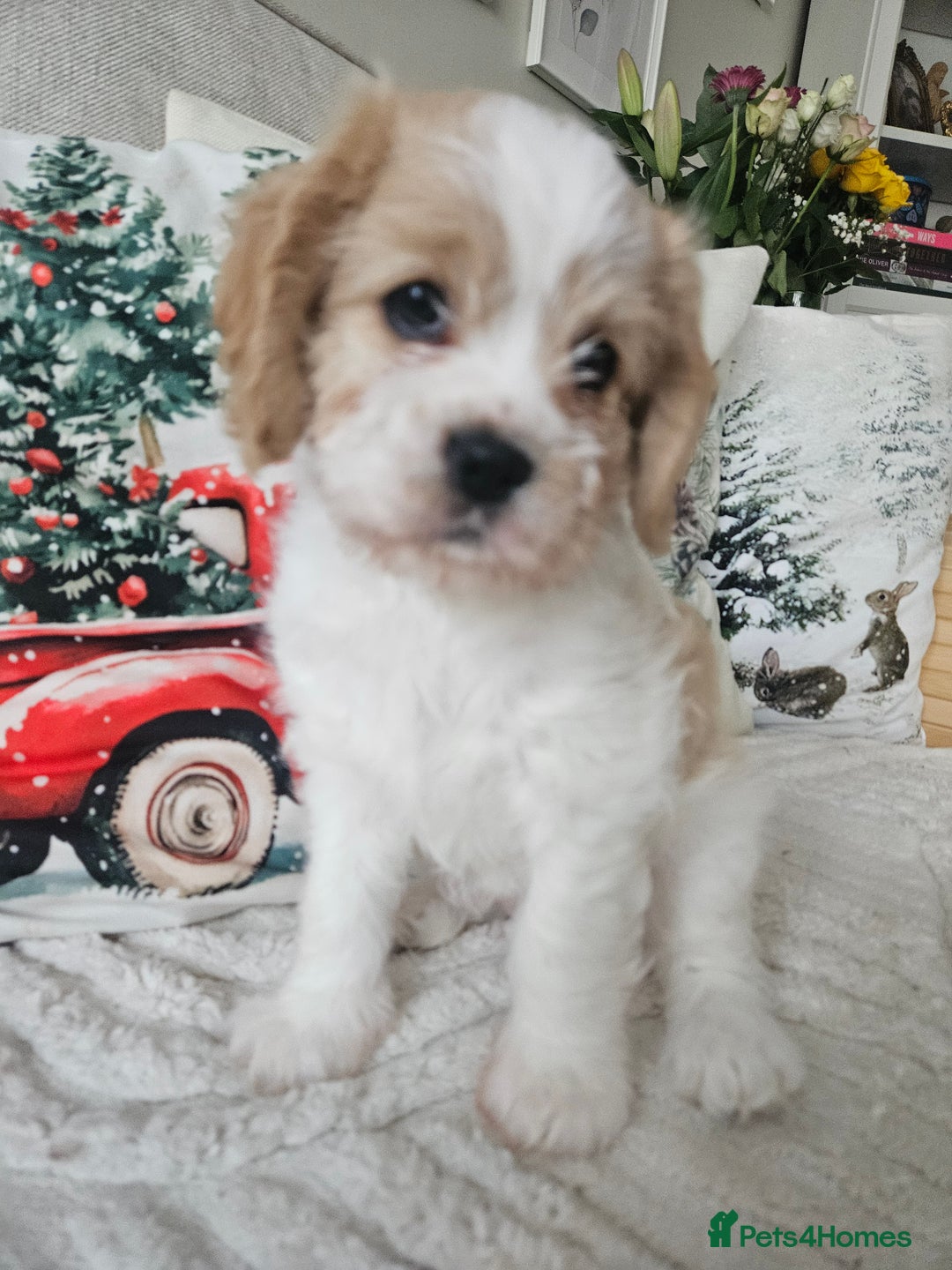 Mixed Breed dogs for sale: Cavapoo girl Ready for forever home - Advert 38