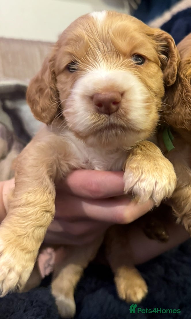 Cocker Spaniel dogs Cocker spaniel puppies 1 BOY LEFT - Advert 5